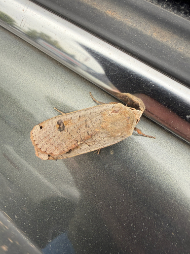 Large Yellow Underwing