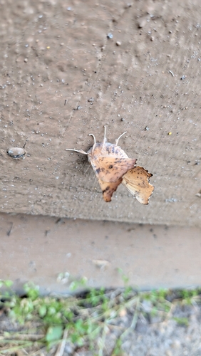 Maple Spanworm Moth