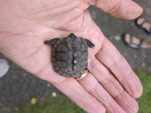 Eastern Box Turtle