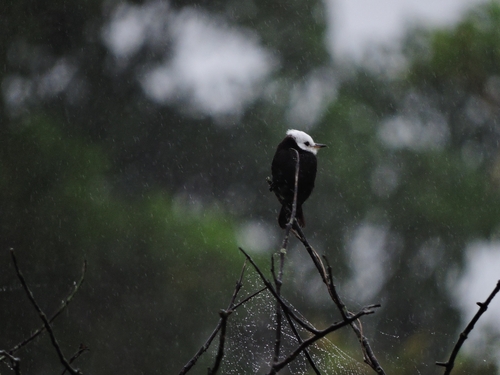 White-headed Marsh Tyrant