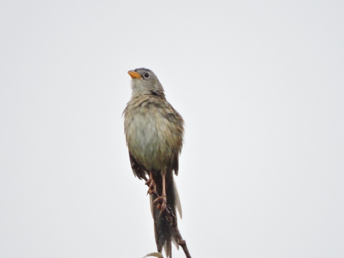 Wedge-tailed Grass-Finch