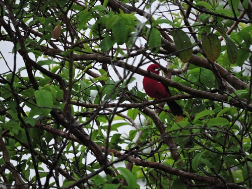 Brazilian Tanager