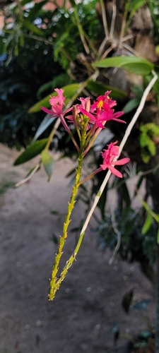O'Brien's Star Orchid