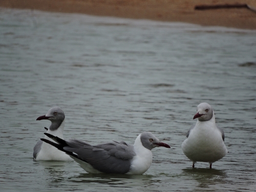 Gray-hooded Gull