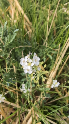 American Smelowskia
