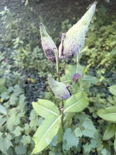 common milkweed