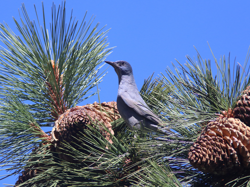 iNaturalist observation photo of Pinyon Jay