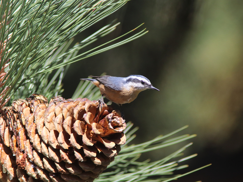 iNaturalist observation photo of Red-breasted Nuthatch