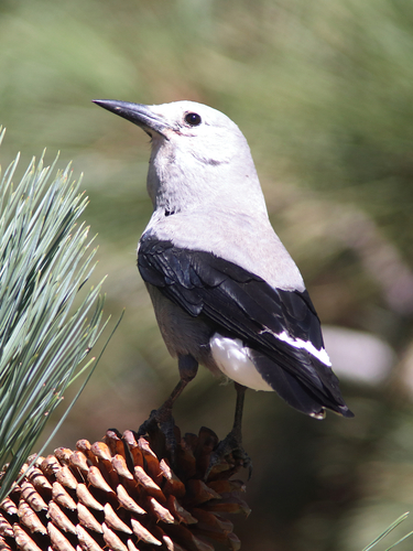 iNaturalist observation photo of Clark's Nutcracker