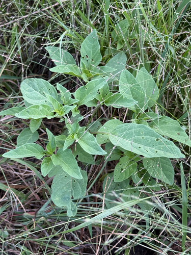 long-leaved groundcherry