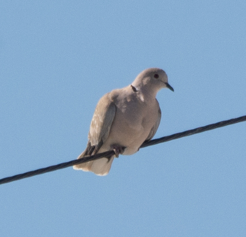 Eurasian Collared-Dove