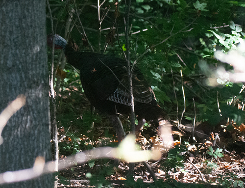 Wild Turkey
