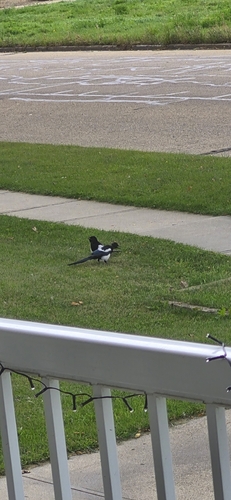 Black-billed Magpie