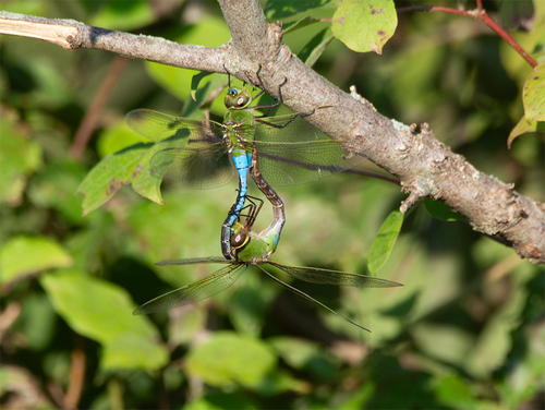 Common Green Darner