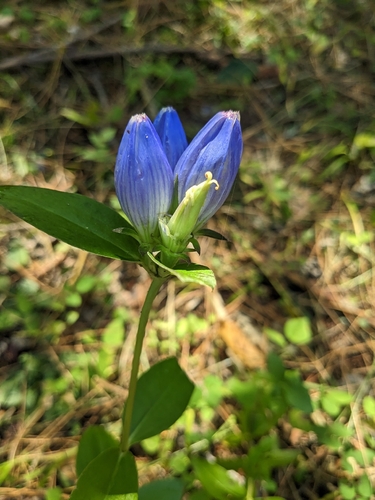 closed bottle gentian