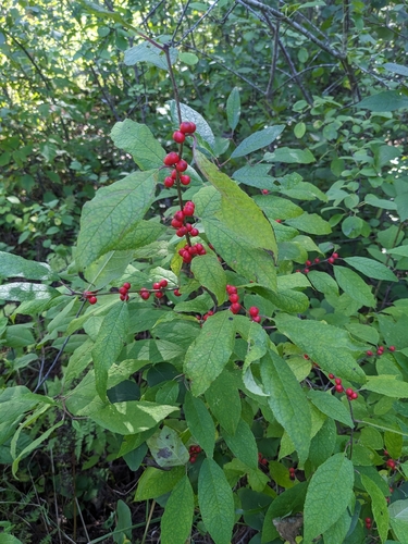 winterberry holly