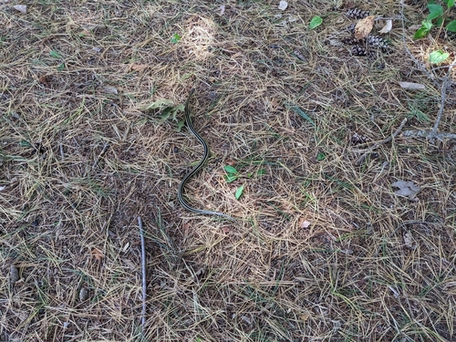 Common Garter Snake