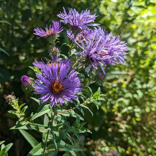 New England aster