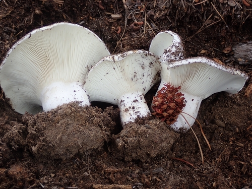Short-stemmed Russula