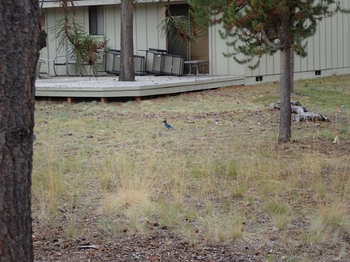 Steller's Jay