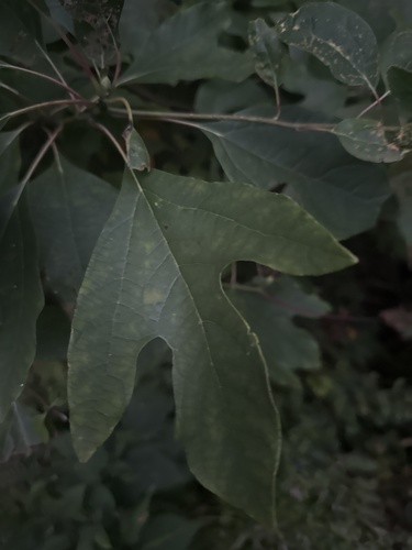 sassafras