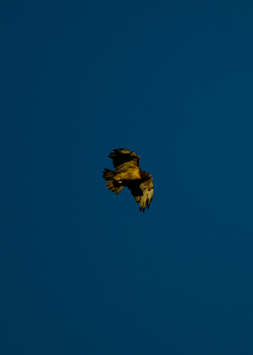 Red-tailed Hawk