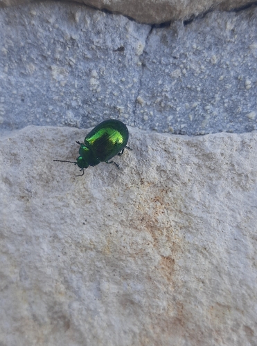 Mint Leaf beetle