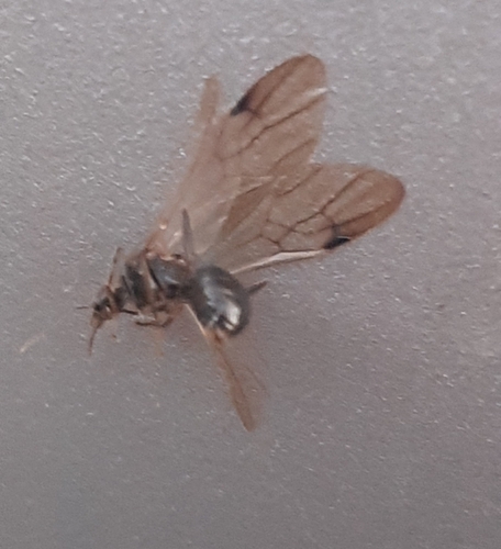 Small-headed tree ant
