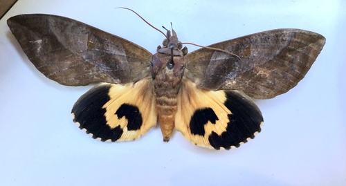 Observations by bearfooty · iNaturalist