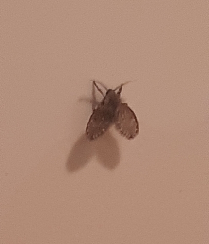 Bathroom Moth Fly