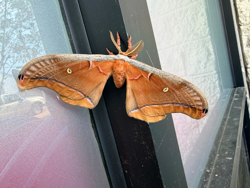 Polyphemus Moth