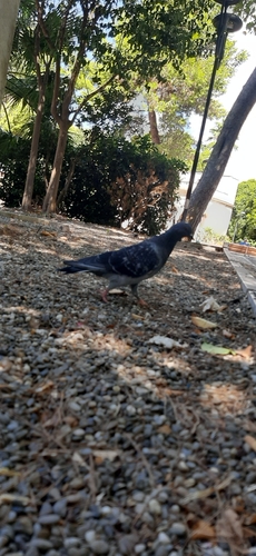 Feral Pigeon