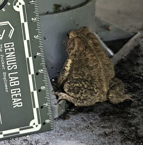 American Toad