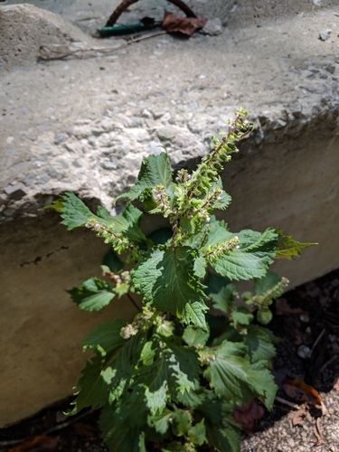 beefsteak plant