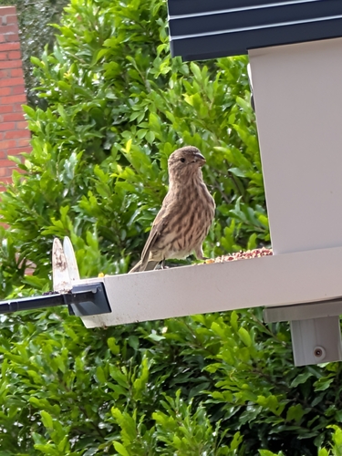 House Finch