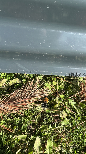 Spotted Tussock Moth