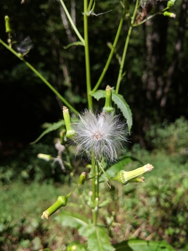 American burnweed