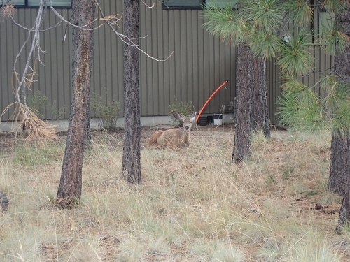 Rocky Mountain Mule Deer
