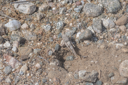 Strenuous Grasshopper