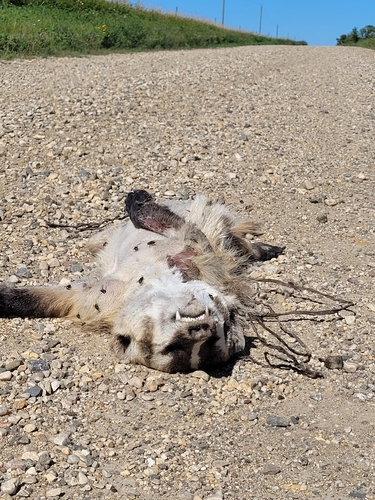 American Badger