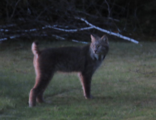 Canada Lynx