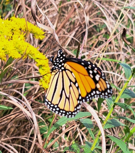Monarch