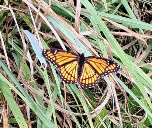 Viceroy