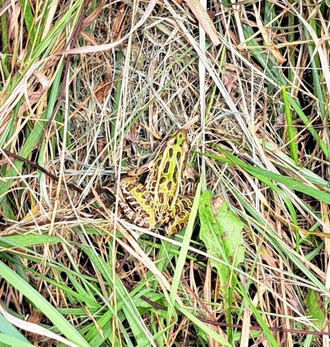 Northern Leopard Frog