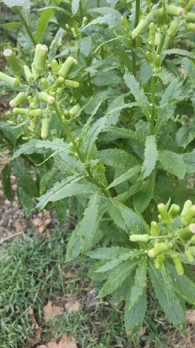 American burnweed