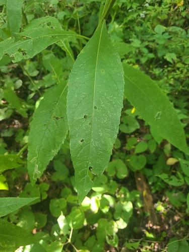 Wingstem
