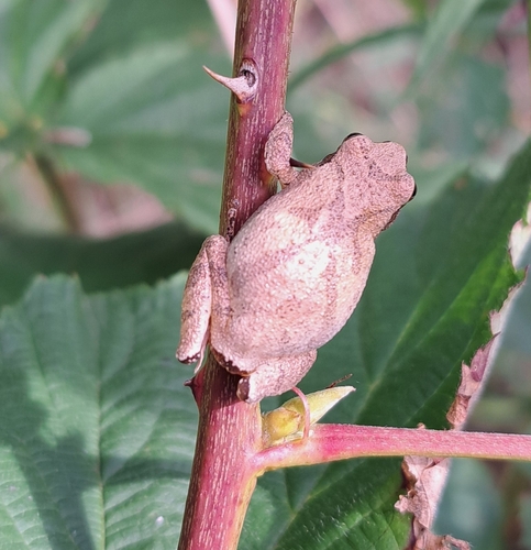 Spring Peeper
