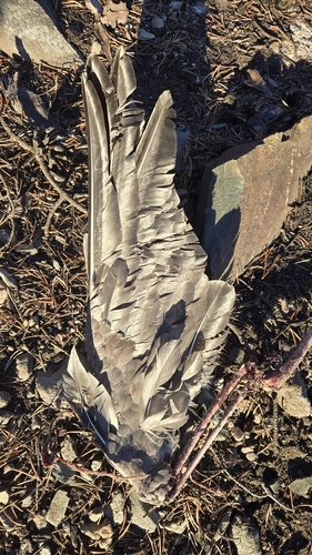Snow Goose