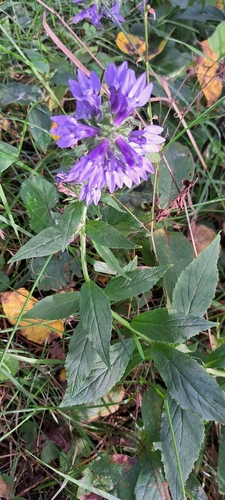 great blue lobelia