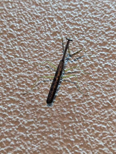 Carolina Mantis